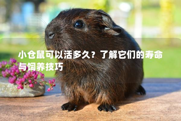 小仓鼠可以活多久？了解它们的寿命与饲养技巧