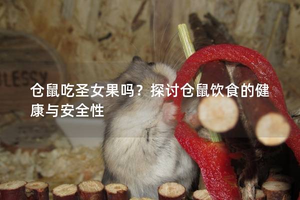 仓鼠吃圣女果吗？探讨仓鼠饮食的健康与安全性