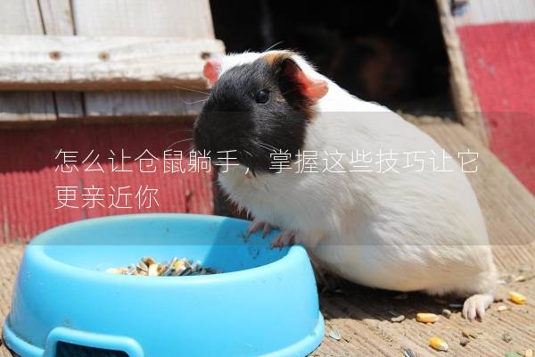 怎么让仓鼠躺手，掌握这些技巧让它更亲近你