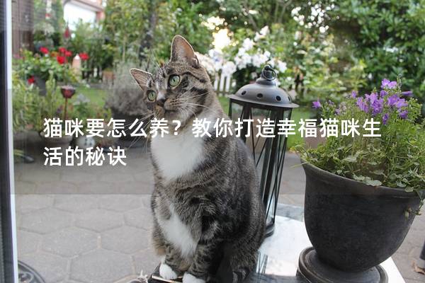 猫咪要怎么养?教你打造幸福猫咪生活的秘诀 猫咪要怎么养?教你打造幸福猫咪生活的秘诀
