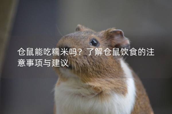 仓鼠能吃糯米吗？了解仓鼠饮食的注意事项与建议