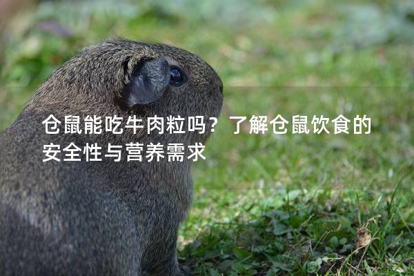 仓鼠能吃牛肉粒吗？了解仓鼠饮食的安全性与营养需求