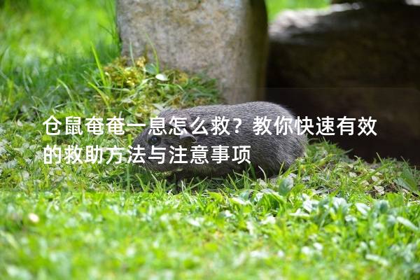 仓鼠奄奄一息怎么救？教你快速有效的救助方法与注意事项