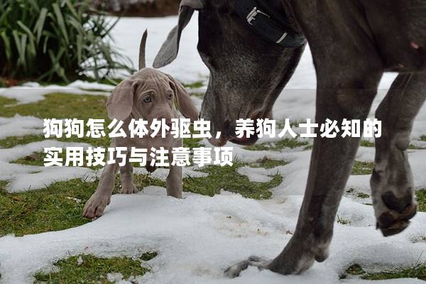 狗狗怎么体外驱虫，养狗人士必知的实用技巧与注意事项