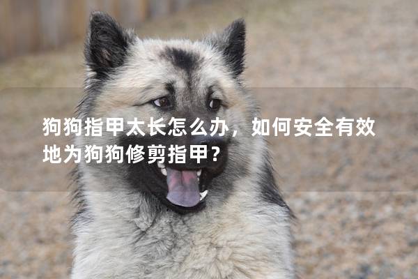 狗狗指甲太长怎么办，如何安全有效地为狗狗修剪指甲？