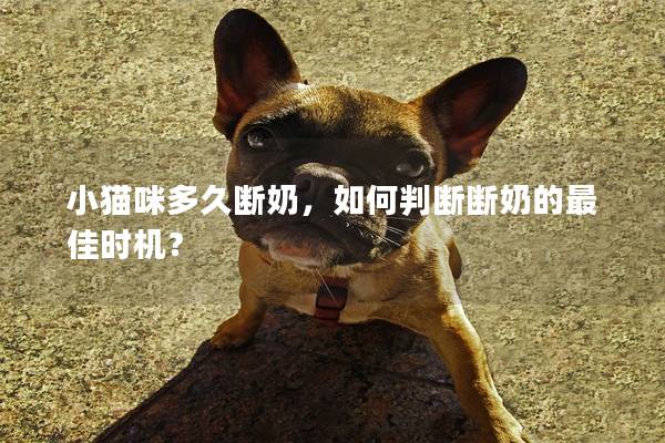 小猫咪多久断奶，如何判断断奶的最佳时机？