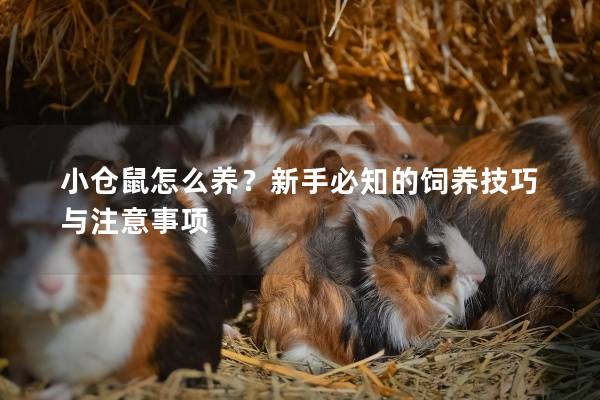 小仓鼠怎么养?新手必知的饲养技巧与注意事项 小仓鼠怎么养?新手必知的饲养技巧与注意事项