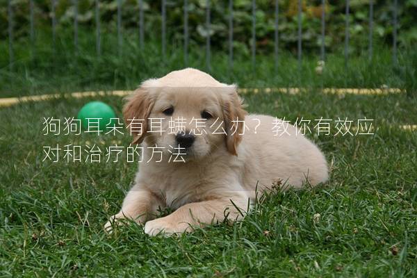 狗狗耳朵有耳螨怎么办？教你有效应对和治疗的方法