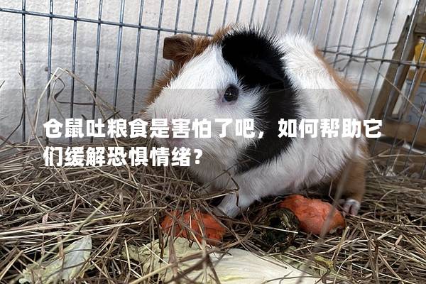 仓鼠吐粮食是害怕了吧，如何帮助它们缓解恐惧情绪？