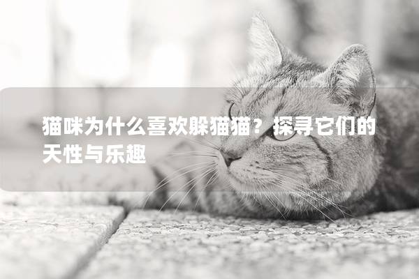 猫咪为什么喜欢躲猫猫？探寻它们的天性与乐趣
