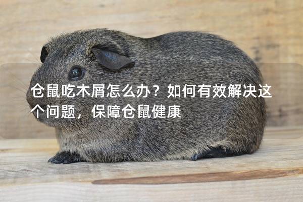 仓鼠吃木屑怎么办？如何有效解决这个问题，保障仓鼠健康
