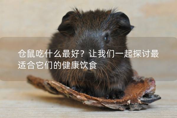 仓鼠吃什么最好?让我们一起探讨最适合它们的健康饮食 仓鼠吃什么最好?让我们一起探讨最适合它们的健康饮食