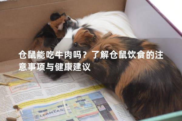 仓鼠能吃牛肉吗？了解仓鼠饮食的注意事项与健康建议