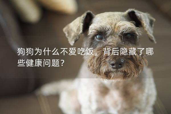 狗狗为什么不爱吃饭，背后隐藏了哪些健康问题？