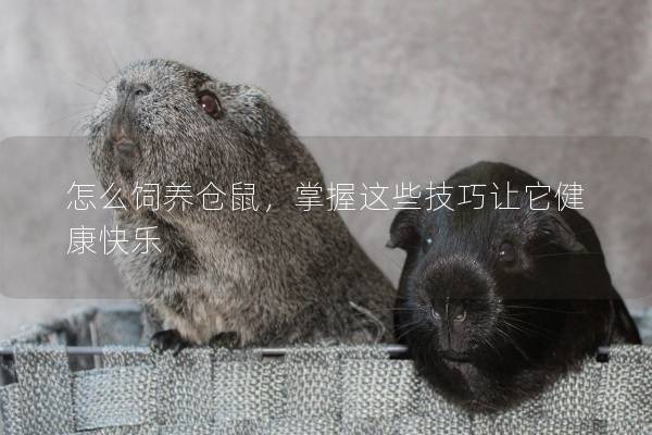 怎么饲养仓鼠，掌握这些技巧让它健康快乐