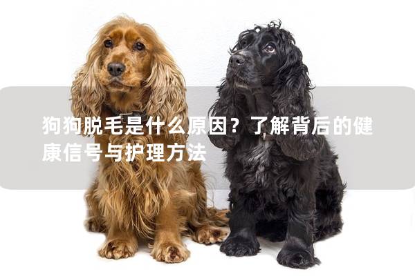 狗狗脱毛是什么原因?了解背后的健康信号与护理方法 狗狗脱毛是什么原因?了解背后的健康信号与护理方法
