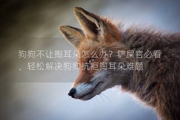 狗狗不让掏耳朵怎么办？铲屎官必看，轻松解决狗狗抗拒掏耳朵难题