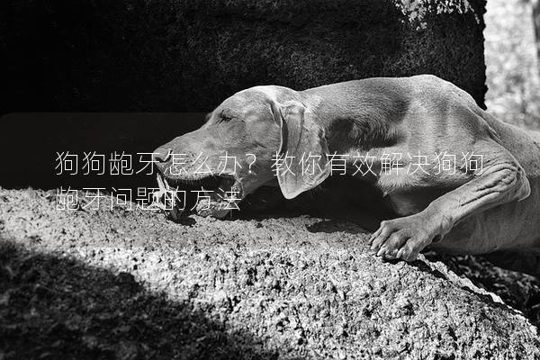 狗狗龅牙怎么办？教你有效解决狗狗龅牙问题的方法