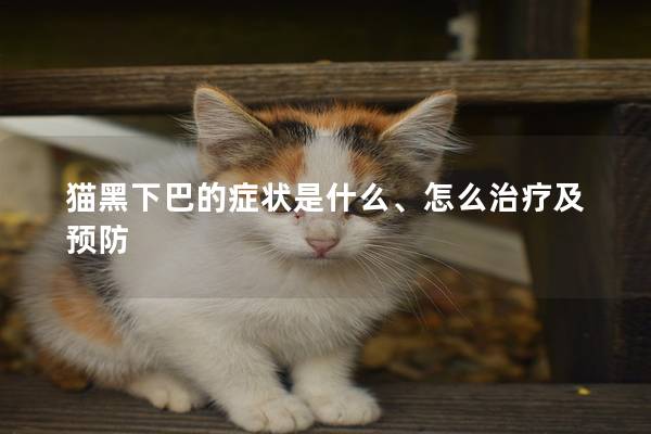 猫黑下巴的症状是什么、怎么治疗及预防 猫黑下巴的症状是什么、怎么治疗及预防