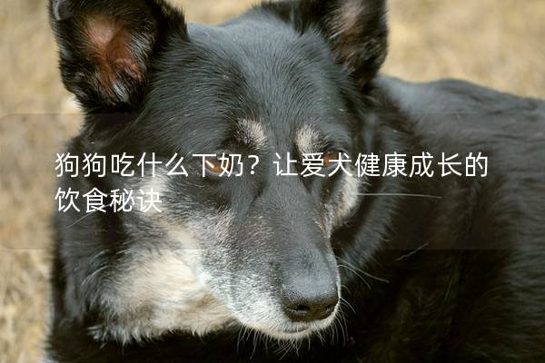 狗狗吃什么下奶？让爱犬健康成长的饮食秘诀
