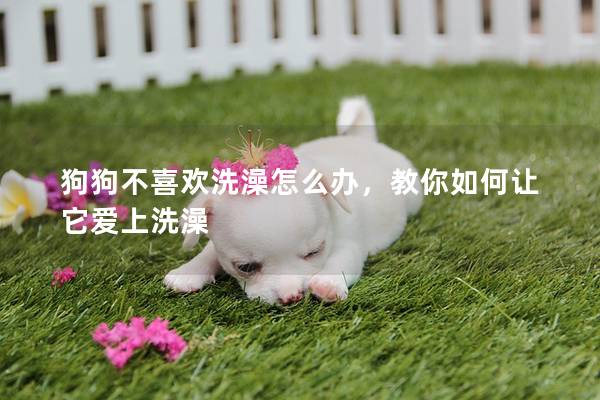 狗狗不喜欢洗澡怎么办，教你如何让它爱上洗澡