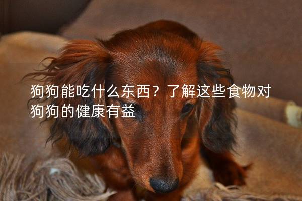 狗狗能吃什么东西？了解这些食物对狗狗的健康有益