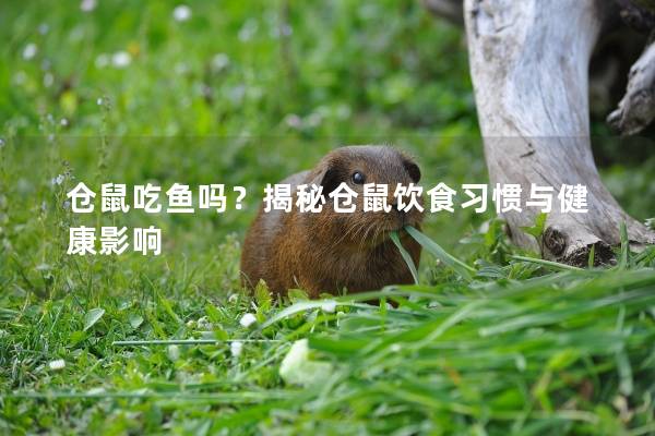 仓鼠吃鱼吗？揭秘仓鼠饮食习惯与健康影响