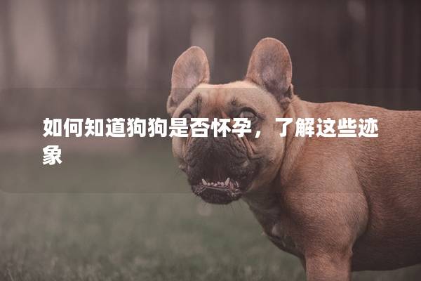 如何知道狗狗是否怀孕，了解这些迹象