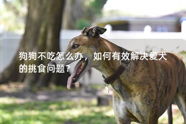 狗狗不吃怎么办，如何有效解决爱犬的挑食问题？