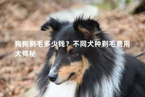 狗狗剃毛多少钱?不同犬种剃毛费用大揭秘 狗狗剃毛多少钱?不同犬种剃毛费用大揭秘