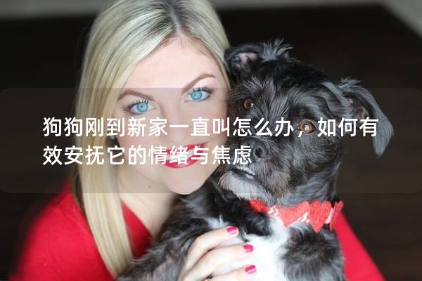 狗狗刚到新家一直叫怎么办，如何有效安抚它的情绪与焦虑