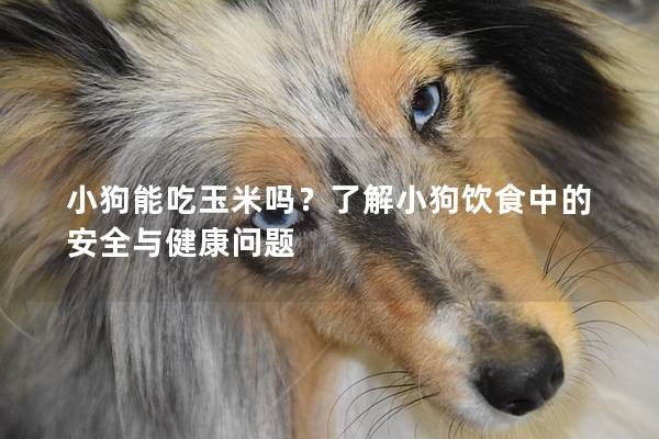 小狗能吃玉米吗?了解小狗饮食中的安全与健康问题 小狗能吃玉米吗?了解小狗饮食中的安全与健康问题