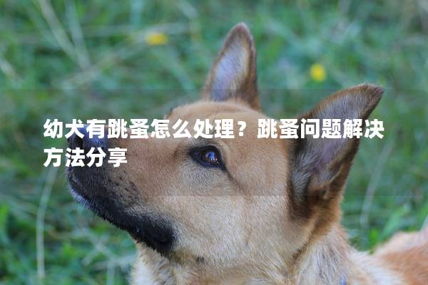 幼犬有跳蚤怎么处理?跳蚤问题解决方法分享 幼犬有跳蚤怎么处理?跳蚤问题解决方法分享
