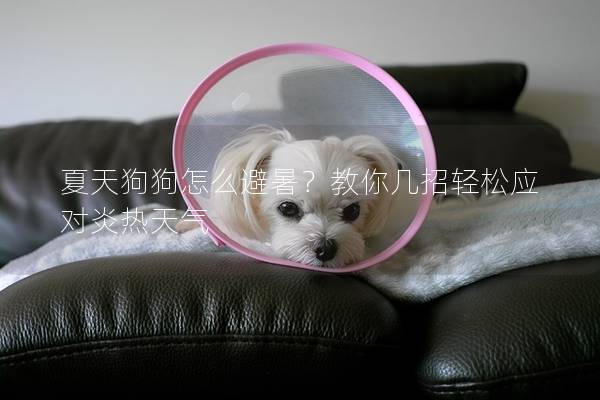 夏天狗狗怎么避暑？教你几招轻松应对炎热天气