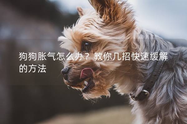 狗狗胀气怎么办？教你几招快速缓解的方法
