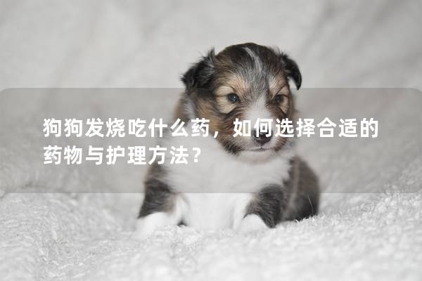 狗狗发烧吃什么药，如何选择合适的药物与护理方法？