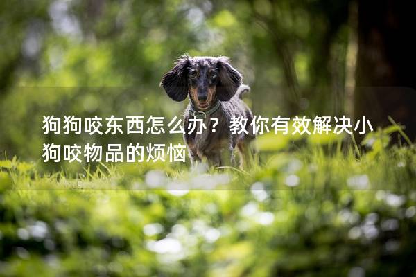 狗狗咬东西怎么办？教你有效解决小狗咬物品的烦恼