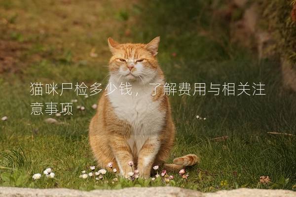 猫咪尸检多少钱,了解费用与相关注意事项 猫咪尸检多少钱,了解费用与相关注意事项