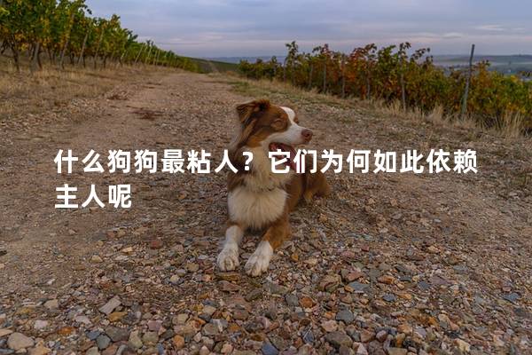 什么狗狗最粘人?它们为何如此依赖主人呢 什么狗狗最粘人?它们为何如此依赖主人呢