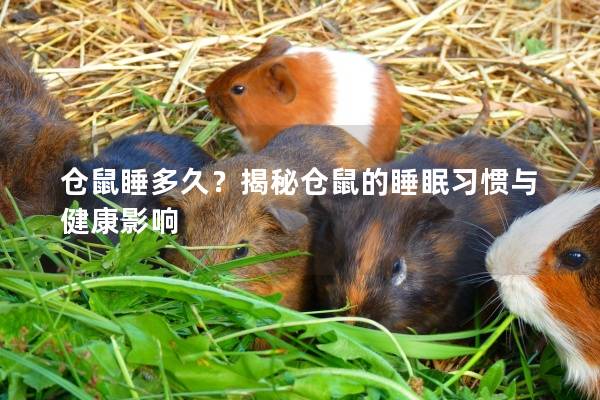 仓鼠睡多久？揭秘仓鼠的睡眠习惯与健康影响
