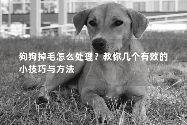 狗狗掉毛怎么处理？教你几个有效的小技巧与方法