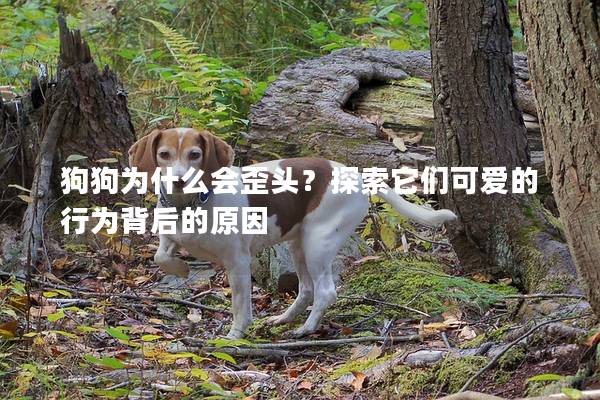 狗狗为什么会歪头?探索它们可爱的行为背后的原因 狗狗为什么会歪头?探索它们可爱的行为背后的原因