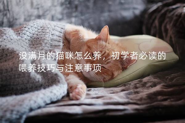 没满月的猫咪怎么养,初学者必读的喂养技巧与注意事项 没满月的猫咪怎么养,初学者必读的喂养技巧与注意事项