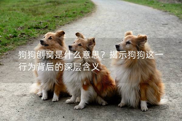 狗狗刨窝是什么意思？揭示狗狗这一行为背后的深层含义