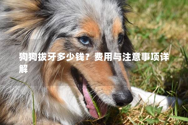 狗狗拔牙多少钱？费用与注意事项详解