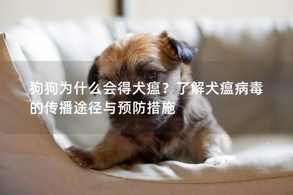狗狗为什么会得犬瘟?了解犬瘟病毒的传播途径与预防措施 狗狗为什么会得犬瘟?了解犬瘟病毒的传播途径与预防措施