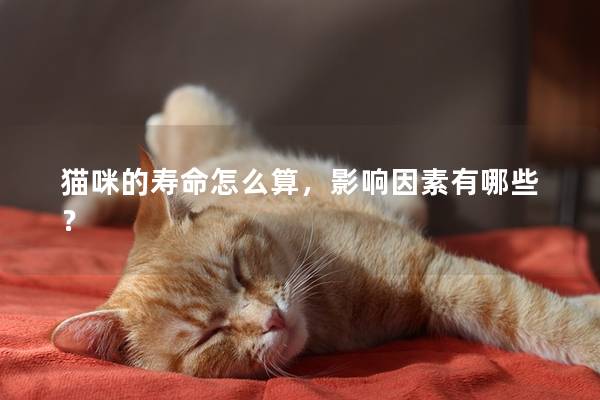 猫咪的寿命怎么算,影响因素有哪些? 猫咪的寿命怎么算,影响因素有哪些?