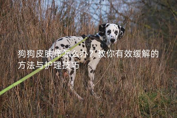 狗狗皮肤痒怎么办？教你有效缓解的方法与护理技巧