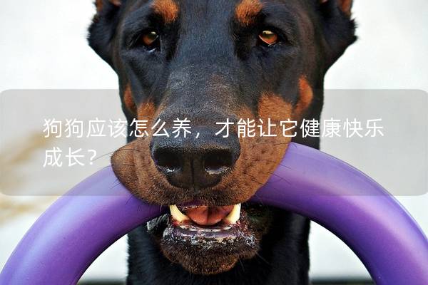狗狗应该怎么养，才能让它健康快乐成长？
