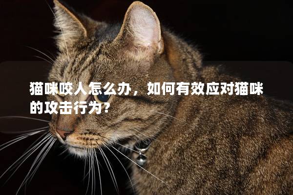 猫咪咬人怎么办，如何有效应对猫咪的攻击行为？